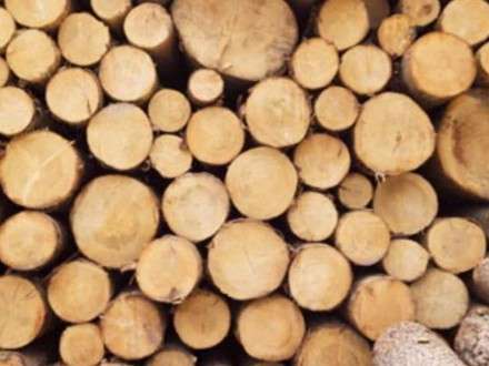 За полгода заготовка древесины леспромхозами ГК «Титан» составила 1 147,5 тыс. м³