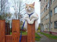 В Архангельске собирают средства для помощи бездомным кошкам