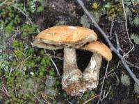В четырех районах Архангельской области ищут пропавших грибников 