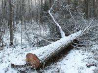 Под Северодвинском обнаружена незаконная рубка леса