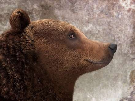 В Поморье открылся сезон охоты на бурого медведя