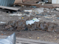 Роспотребнадзор выясняет причину нашествия крыс в центре Архангельска