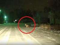 В центре Каргополя водители заметили бегущего волка