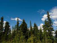 Прокуратура обнаружила незаконность рубки леса Вельской агрофирмой