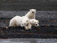 Учёные отправились в Арктику, чтобы пересчитать белых медведей и моржей