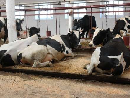 В Вилегодском районе хозяйство «Русь» продавало животных без ветеринарных справок