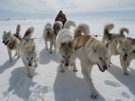 Федор Конюхов рассказал о путешествии на собачьих упряжках из Карелии в Архангельскую область