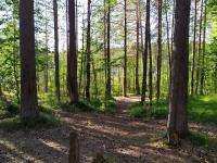 Двух детей в глухом лесу обнаружила полиция Шенкурска