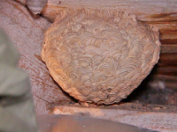 В Северодвинске на чердаке дома обнаружили 30 осиных гнезд