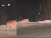 В Северодвинске жители обеспокоены появлением волка в центре города