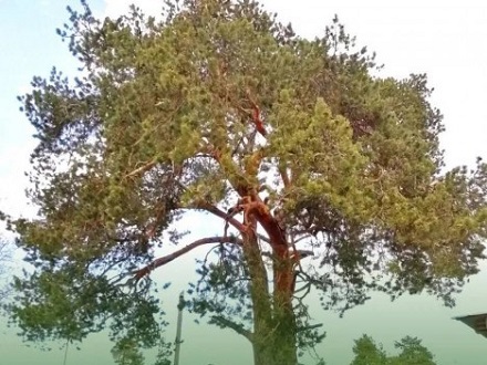 На конкурс деревьев Поморье выставило сосну из Печек