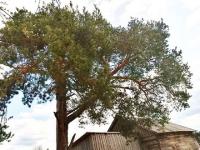 Холмогорская сосна претендует на звание «Российское дерево года»