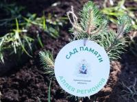 315 деревьев высадили в Поморье в рамках акции «Сад Памяти – 2024»