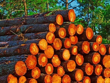 На пилораме в Архангельской области погиб рабочий