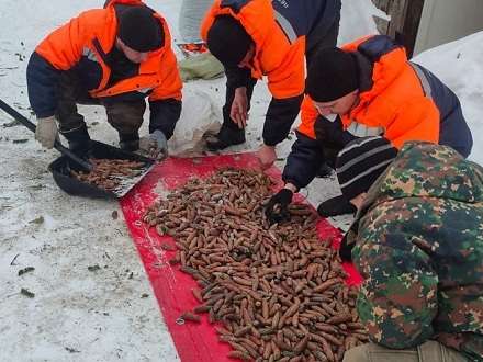 В Архангельской области собрали почти девять тонн шишек