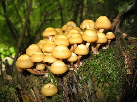 Под Онегой исследуют грибы-разрушители древесных пород