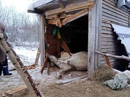 В Архангельске спасли молодого коня по кличке Азазель