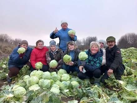 Фермер из Шенкурска собрал капусту в помощь бойцам СВО